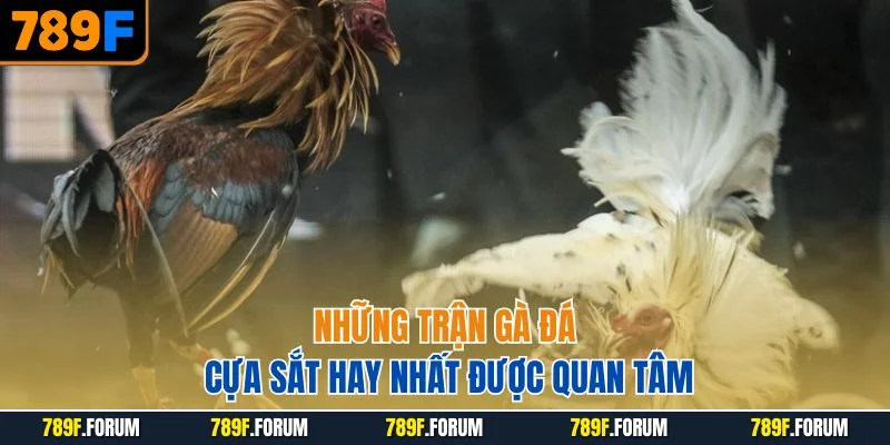 nhung-tran-ga-da-cua-sat-hay-nhat-duoc-quan-tam