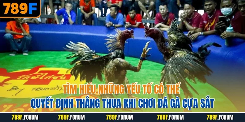 tim-hieu-nhung-yeu-to-co-the-quyet-dinh-thang-thua-khi-choi-da-ga-cua-sat