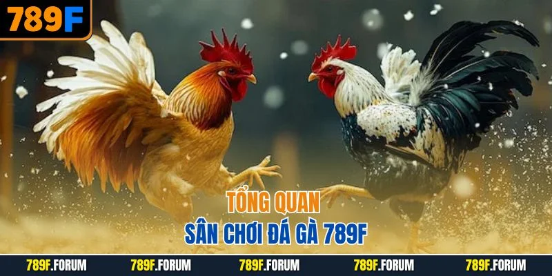 tong-quan-san-choi-da-ga-789f