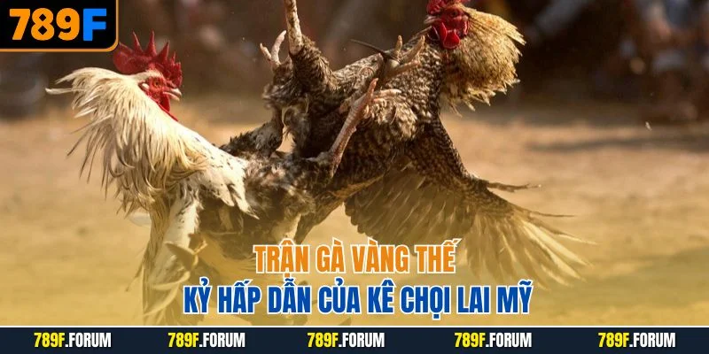 tran-ga-vang-the-ky-hap-dan-cua-ke-choi-lai-my